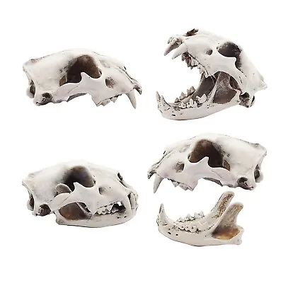 Lion Skull 1:12 Scale Artisan Diorama Dollhouse Animal Miniature Models • $11