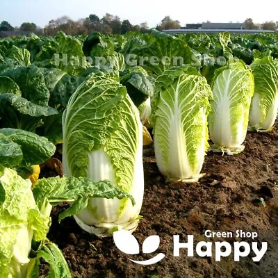 VEGETABLE SEEDS CHINESE CABBAGE - HILTON - 400 Seeds -  Brassica Rapa • £1.99