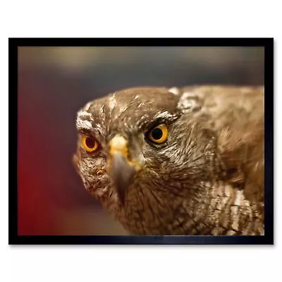 Falcon Bird Prey Face 12X16 Inch Framed Art Print • £26.99