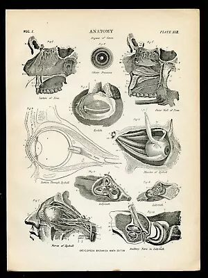 Vintage Anatomy Illustration - SENSE ORGANS - Ca. 1880 Encyclopedia Britannica • $32