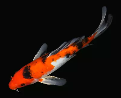 Live Koi Fish 8  Sanke Butterfly Koibay • $45