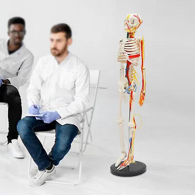 34 Inch Medical Skeleton Model Half Life Size With Neurological Blood Vessels • $62