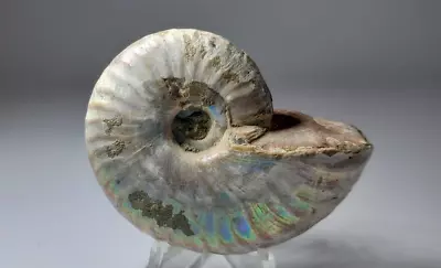 Rabco Mining;  Ammonite Fossil Iridescent  • $26