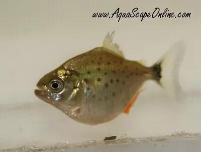 ( 5 Pack ) Live Red Belly Piranhas (nickel Size) Live Tropical Fish • $100