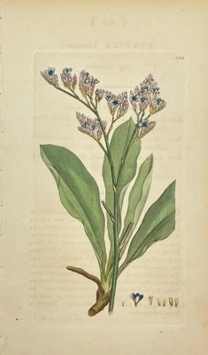 £49.05 • Buy Antique Flower Print - Botanical Art Print - Static - James Sowerby