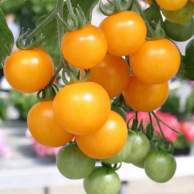 $2.60 • Buy TOMATO Yellow Currant Broad Ripple ORGANIC 35 Seeds Vegetable Heirloom NON GMO
