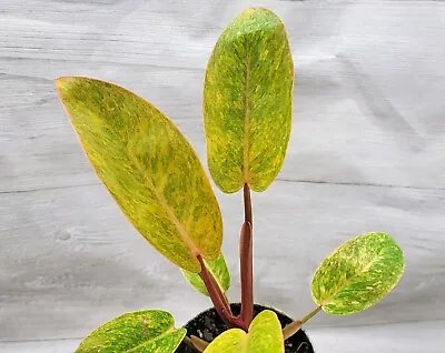 Philodendron Painted Lady Variegated Live Houseplant In 3 Pot • $14.99