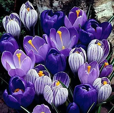 Crocus Mix  Blue Moon   - 10 Large Bulbs To Grow - Vibrant Purple And Blue Bloom • $13.01