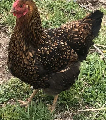 £25.30 • Buy 10 Fresh Chicken Hatching Eggs Barnyard Mix Possible RED, BLUE LACED WYANDOTTE