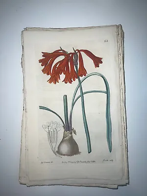 £17.70 • Buy 19th Century Edwards Botanical Register Hand Colored Engraving Flowers #162