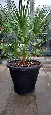 Chamaerops Humilis - Outdoor Fan Palm In Large Black 50lt Pot • £60