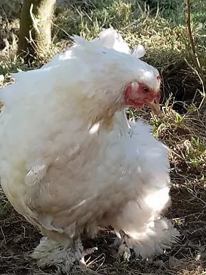 £7 • Buy Organically Raise COCHIN Chicken HATCHING Incubator EGGS 6 COLLECT IN PERSON