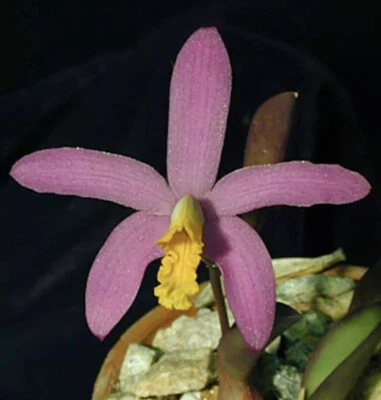 $29 • Buy AURO - Orchid Cattleya (Laelia) Longipes (lucasiana) - 50mm Species Seedling
