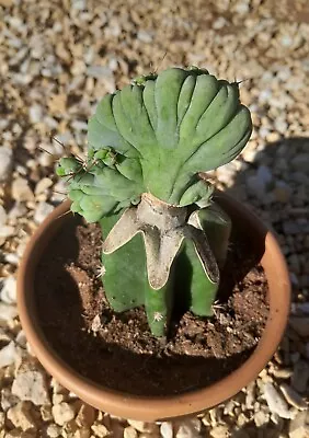 TBMC Monstrose Crested Cactus Graft • $50