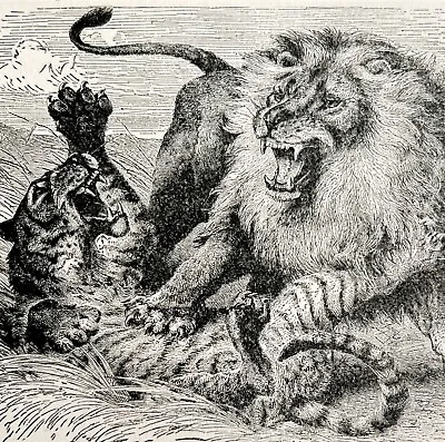 Jungle Monarch Battle Tiger Vs Lion 1887 Wood Engraving Victorian Art DWEE29 • $12.50