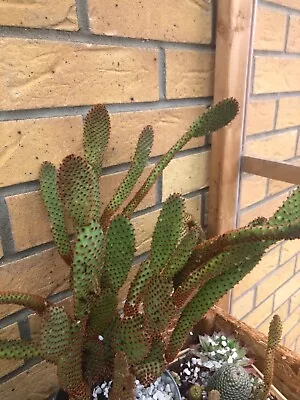 £2.50 • Buy Opuntia Cactus X2 Pad Cuttings