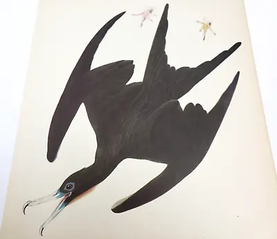Man O War 1942 Lithograph Book Print Audubon Bird America Parasitic Jaeger • $12.59