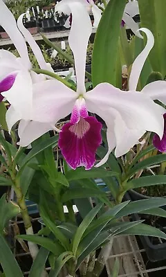 Orchid Plant 439. Cattleya (Laelia) Purpurata 'nice Blooming Size Plant  Species • $35