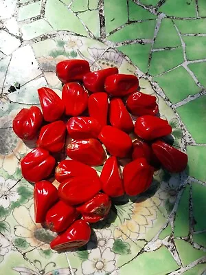 25 Exotic Carribean Cycad Zamia Lucayana Seeds • $65