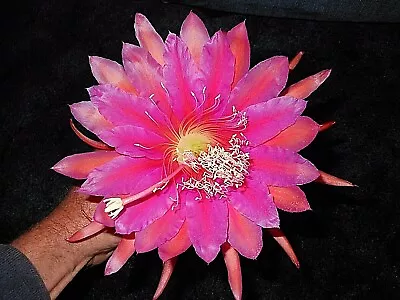 Epiphyllum Orchid Cactus      Evening Delight Fragrant... • $14.97