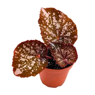 Begonia Island Magic Rhizomatous 4 Inch Rhizo Brown Super Splashy White Dots • $31.24