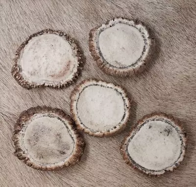 5 BROWN FRESH ELK ANTLER CROWNS ROSETTES BURR  NATIVE CRAFTS 2.5 + OPTIONS -Sale • $26.99