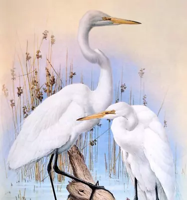 J F Lansdowne Birds GREAT EGRET 10X14 Vintage Art Print Book Plate 26 • $11.99