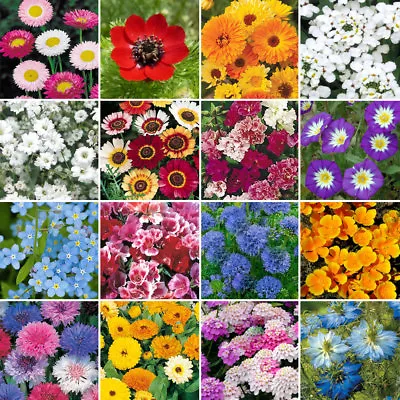 Wild Flower Premium Seed Mix No Grass Meadow Bees & Butterfly | 100% Flowers • £5.99