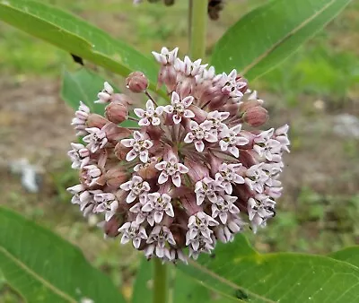 100 Seeds - Common Milkweed (Asclepias Syriaca) - Monarch Butterfly Favorite • $2.19