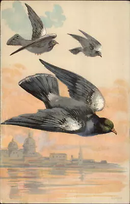 Homing Pigeons Birds In Flight C1905 UDB Postcard • $9.89