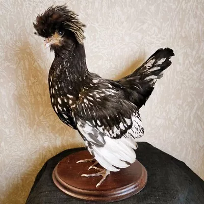 Padovana (Paduan) Chicken Rooster Hen Taxidermy Stand Mount • $320