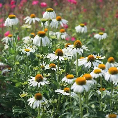 5 X Echinacea Purpurea White Swan Plants In Eco Pots Spring Colour • £15.99