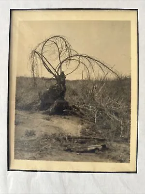 Vintage Photograph By Maurice Bejach : Unusual Tree Near Taft Ca 1930 • $100