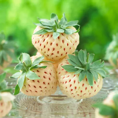 £9.95 • Buy 3x Strawberry 'Pineberry XXL Jumbo Plug Plants White Fruits - 24HR DISPATCH