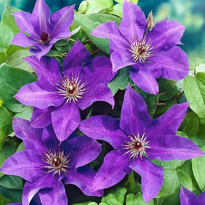 Clematis 'The President' Hardy Garden Climber Plant Flowering Shrub | 9cm Pot • £12.99