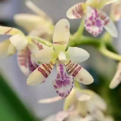 Sedirea Japonica (Nagoran) Miniature Aerides Orchid Potted (30 DAYS Healthy Pl • $16.99