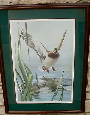 Mario F Fernandez 1983 Mallard Duck Print Signed Limited Edition  • $300