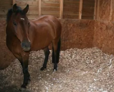 Horse Bedding - 100% Recycled Shredded Cardboard - 1 X 10 KG BALES Free P&P • £16.26