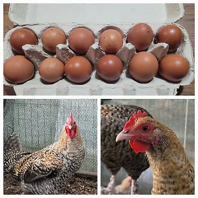 Golden Cuckoo Marans Chicken Eggs For Hatching Fertilized Organic Home Grown  • $26.99