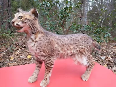 Bobcat Taxidermy Full Body Standing Mount  • $395