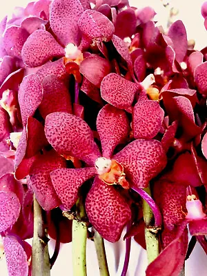 Fresh Deep Red Mokara Cut Orchids Box 5 Bunches • $125