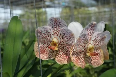 Vanda  White With Orange Spots     BS Orchid • $38