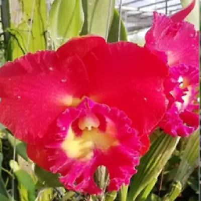 Cattleya Hybrid Flask (40 Plants Minimum) -Rlc.Chon Buri Red • $74