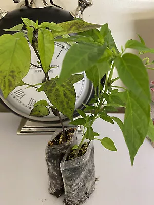 £9.99 • Buy One Basket Of Fire Chilli And One Black & Purple Chilli Plant. 2 Healthy Plants