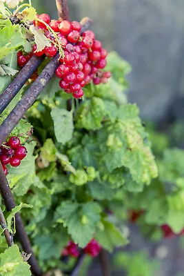 Red Wax Currant (Ribes Cereum) 60+ See Edible Heirloom Fruit Flower Bush • $3.19