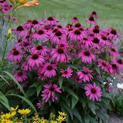  Echinacea Purpurea Seeds Different Varieties To Choose • £2.65