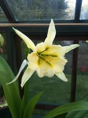 Hymenocallis Sulphur Queen 3 Good Sized Bulbs Peruvian Daffodil • £13.50