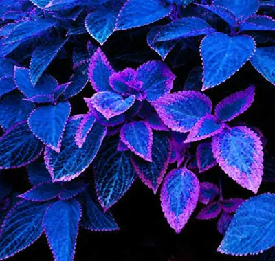 100PCS Seeds Coleus Japanese Bonsai Blue Perfect Color Dragon Beautiful Flowers • £5.56