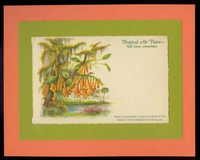 E G Barnhill Old Florida Tropical Air Plant Brugmansia Vtg Color Print Card FL • $1.95