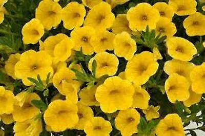 3 X  Trailing Petunias CALIBRACHOA Million Bells GOLD  Pre Order • £5.99